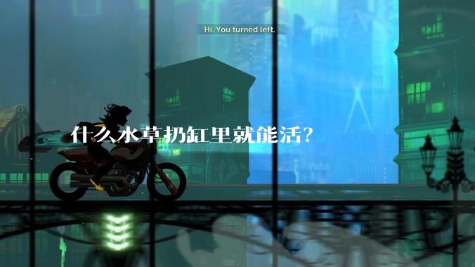 什么水草扔缸里就能活?